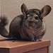 My Science Project: Chinchilla by Cheyse L.