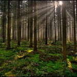 quiet, natural forest