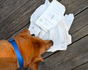 dog eating book