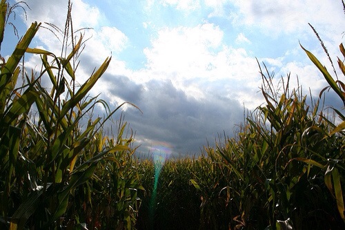 The Corn Maze and Haunted Trail by Lana K.