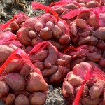 DSC_4290 bags of potatoes 2013