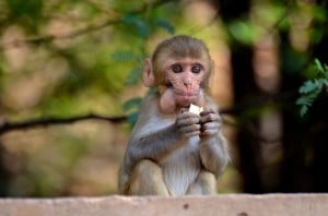 5DSC_3595 baby monkey Pushkar Patti Donnelly