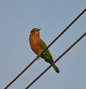 DSC_2347 bird Pushkar