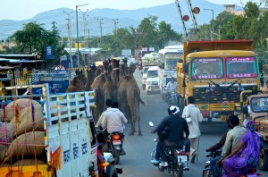 DSC_2434 cars, camels, motorcycles Pushkar copy
