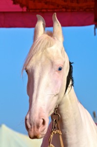 DSC_3191 white horse camel fair last day