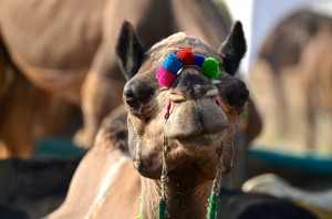 DSC_3303 camel fair last day