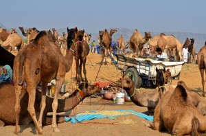 DSC_3313 camel fair last day