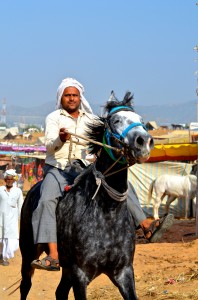 DSC_3402 horse galloping camel market last day