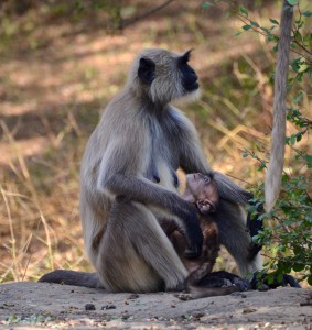 DSC_3551 mom and baby monkey Pushkar