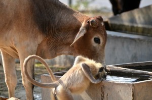 DSC_3586 cow monkey drinking together