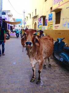 IMG_7993 cow by Pushkar Lake